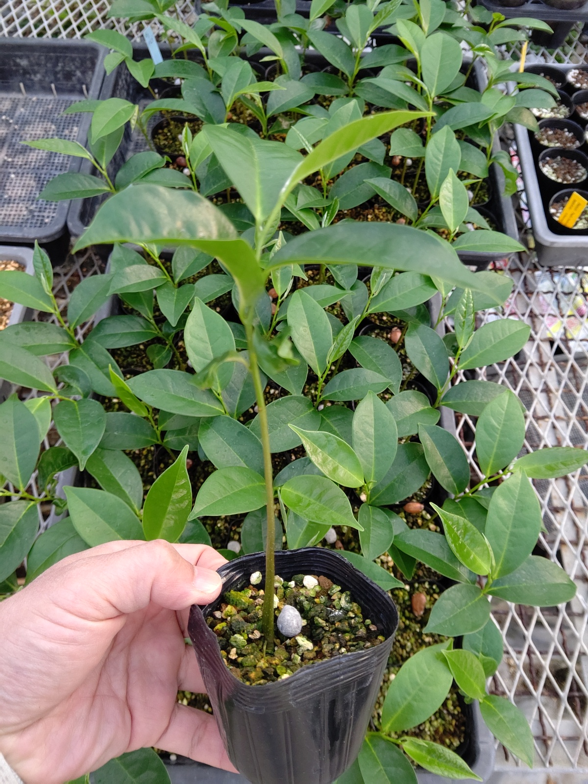 ヤマトゲバンレイシ