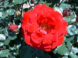 fp06.jpg